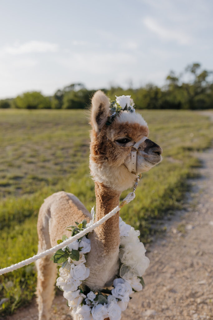 unique wedding ideas